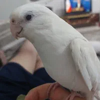 عروس هلندی آلبینو|پرنده|چهاردانگه (تهران), |دیوار