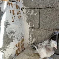 هما و سرکه ای دم سفید|پرنده|صباشهر, |دیوار