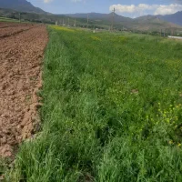 زمین ابی دینور