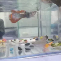 تعدادی ماهی