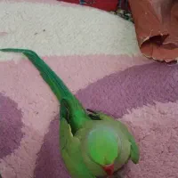 طوطی ملنگو|پرنده|مبارکه, |دیوار