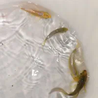 فروش ماهی کوی|ماهی|مشهد, انقلاب|دیوار