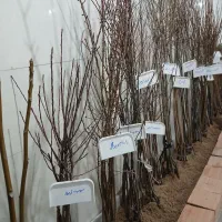 نهال وگل|گل و گیاه طبیعی|بجنورد, |دیوار