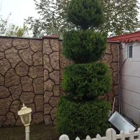باغبانی و فضای سبز|خدمات باغبانی و درختکاری|صومعه‌سرا, |دیوار