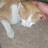 گربه گمشده تو محدوده کیانمهر