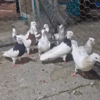 طوقی دونه ای هفتصد|پرنده|یاسوج, |دیوار