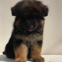 ژرمن اصیل با خط خونی بالا