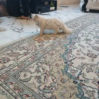 واگذاری گربه پرشین اصل نر ۶ ماهه