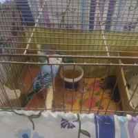 5عدد مرغ عشق نروماده|پرنده|قدس, شهرقدس|دیوار