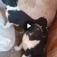 واگذاری سگ توله قدرجونی قهدریجانی بز میش گوسفند