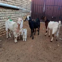 سه راس بزغاله دار|حیوانات مزرعه|گنبد کاووس, |دیوار