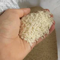 برنج هاشمی درجه یک محصول شالیزار خودمون (گیلان)|خوردنی و آشامیدنی|اندیشه, اندیشه فاز ۳|دیوار