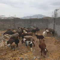 میش بره شیشک|حیوانات مزرعه|زالیان, |دیوار