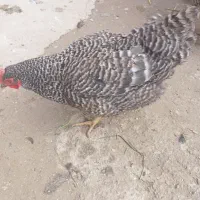 مرغ امروک|حیوانات مزرعه|چناران, |دیوار