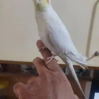 عروس هلندی گم شده۴۰۴/۰۶/۱۵
