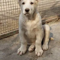 توله آلابای روسی