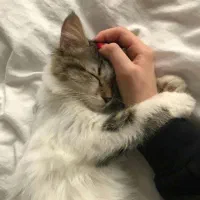 واگذاری  گربه دی. اس اچ