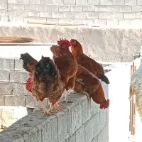 خروس|حیوانات مزرعه|کوهنجان, |دیوار