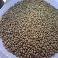 کود دی امونیوم فسفات ،سولفات پتاسیم،سوپر فسفات|خدمات باغبانی و درختکاری|زنجان, |دیوار