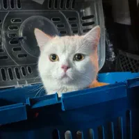 واگذاری گربه بریتیش کالیکو