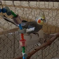 عروس نر جوان   8ماهه