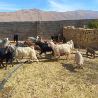 بزداشتی جوان وکهره نروماده برای قصابی|حیوانات مزرعه|ارژن, |دیوار