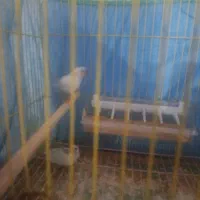 فنچ|پرنده|بندرعباس, |دیوار