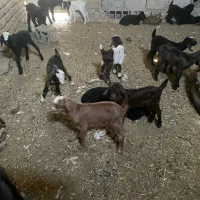 بزغال شیری و بره شیری