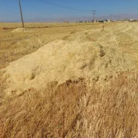 کاه گندم آبی