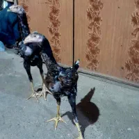 دو لاری خوب که به خاطر نداشتن جا میفروشم