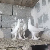 کبوتر اوجا پاچا لوطی