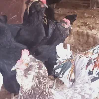 تخم نطفه دار|حیوانات مزرعه|محمدشهر, شهرک پیام (مهرالبرز)|دیوار