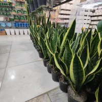 سانسوریا زاموفیلیا بلک برکین بامبو خاکی گندمی دیفن|گل و گیاه طبیعی|قم, ولیعصر|دیوار