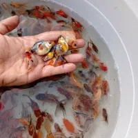 ماهی قرمز و کالیکو|ماهی|رشت, یخسازی|دیوار