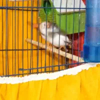 فنچ مولد|پرنده|اسلامآباد غرب, |دیوار