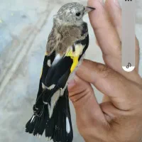 جوجه سهره|پرنده|تهران, صادقیه|دیوار