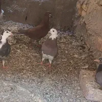 شازده کاکل دوچشمی تهرانی|پرنده|هامون, |دیوار