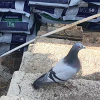 پلاکی گرفتنی امسال نردوخط