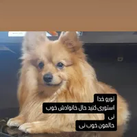 نر پامر