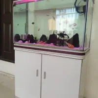 آکواریوم|ماهی|خوی, |دیوار