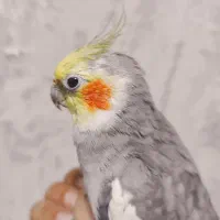 پرنده هلندی  کاملاً دستی و مهربان