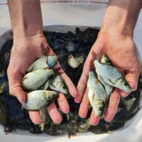 آبزیان بچه ماهی