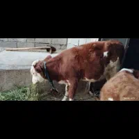 گاو و گوساله|حیوانات مزرعه|بدره, |دیوار