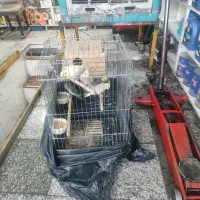 عروس هلندی درجه یک