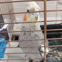 عروس هلندی کاملا دستی سخنگو|پرنده|ابهر, |دیوار