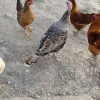 مرغ وخروس و بوقلمون|حیوانات مزرعه|گلی داغ, |دیوار