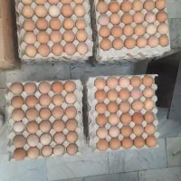 محلی عمده ۱۱کیلو