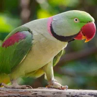 شاه طوطی گم شده