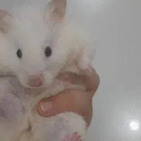 همستر بالغ|موش و خرگوش|صدرا-فارس, فاز ۱|دیوار