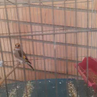 سهره نر کرمانی|پرنده|اصفهان, شهرک مهدیه|دیوار